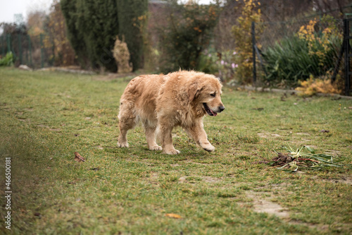 old golden retriewer dog walking outside