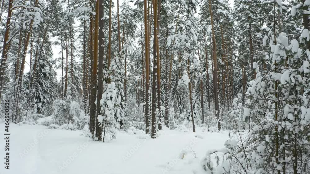 Drone shot flying in the winter pine tree forest. Slow flight in forest on winter season.
Drone shot flying in the winter pine tree forest. Slow flight in forest on winter season.