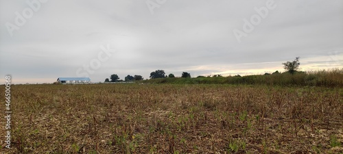 landscape with a field