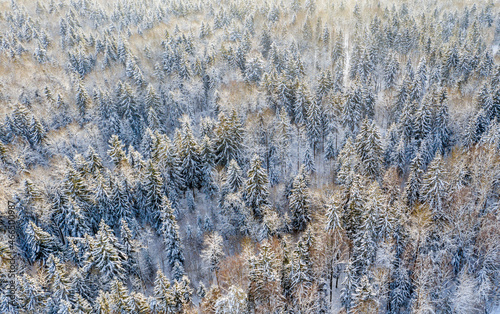 Drone shot flying on winter forest,  aerial bird-eye view © yauhenka