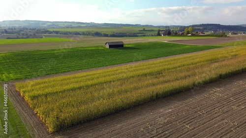 vue depuis un drone en vol à basse altitude sur un champ de maïs dans la campagne suisse en montant en diagonale vers la gauche