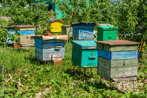 Panorama of the apiary. Multicolored wooden bee hives in the village