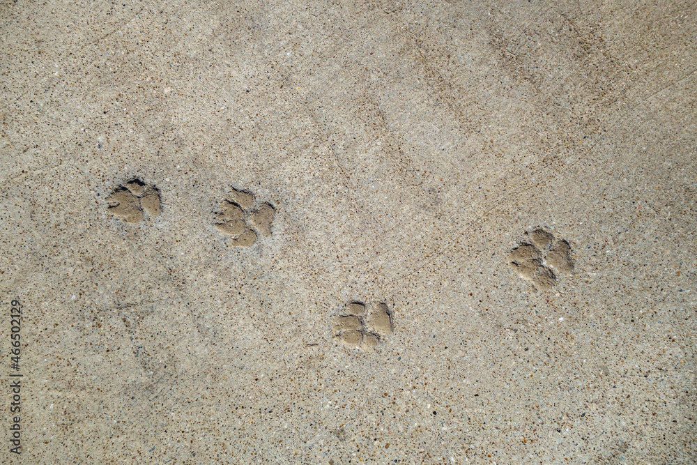 Dog footprints left on cured concrete pavement Dog footprints left on cured concrete pavement