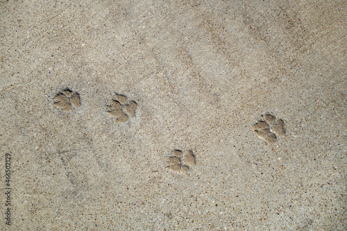 Dog footprints left on cured concrete pavement