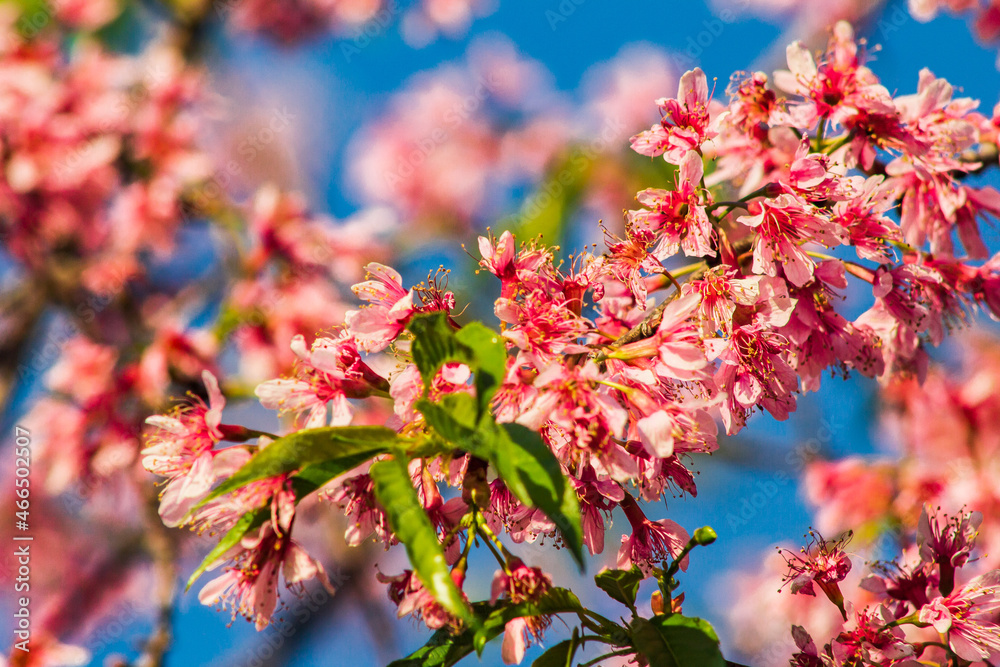 Sakura (cherry blossom) in Parque do Carmo, Brazil Sakura (cherry blossom) in Parque do Carmo, Brazil