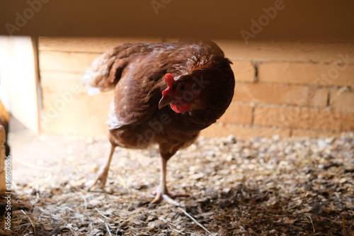 Portrait of a brown hen in a hen house. Concept - homemade chicken, natural products and eggs.