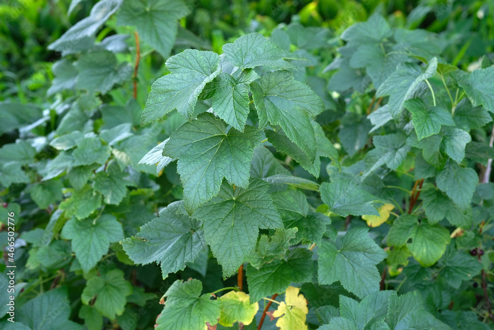 Large bush of black currant in the garden. Green beautiful healthy currant leaves close-up. Currant branches in summer. Large bush of black currant in the garden. Green beautiful healthy currant leaves close-up. Currant branches in summer.
