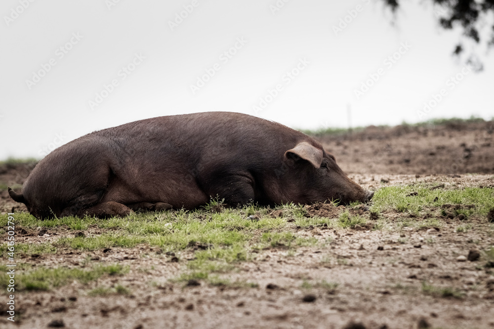 Cerdo ibérico criado con bellota en la dehesa de Extremadura en una piara de guarros de pata negra rodeados de encinas. Cerdo ibérico criado con bellota en la dehesa de Extremadura en una piara de guarros de pata negra rodeados de encinas.