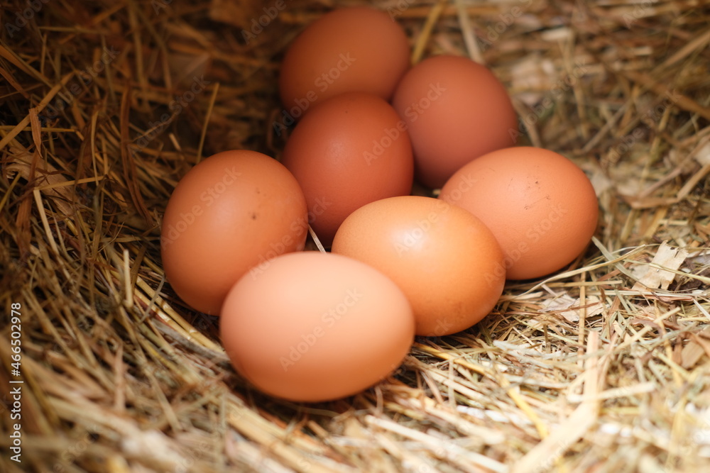 Fresh chicken eggs lie on the hay. The concept of agriculture and natural products. Fresh chicken eggs lie on the hay. The concept of agriculture and natural products.