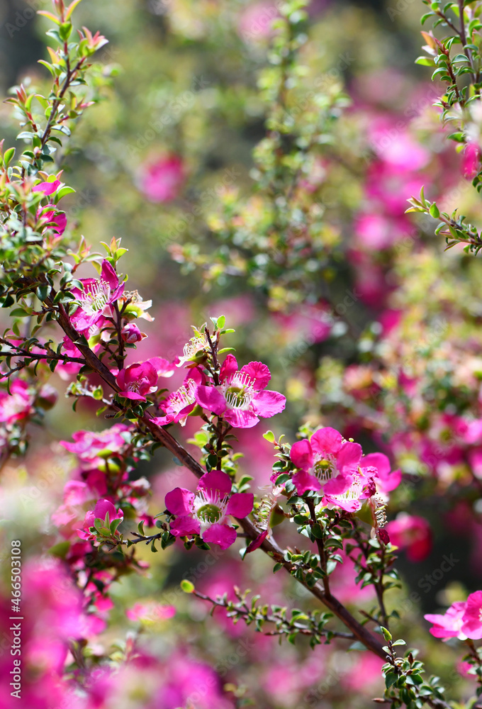 Fototapeta premium Spring background of sunny garden scene of the pink red flowers of the Australian native Leptospermum tea tree Riot cultivar, family Myrtaceae