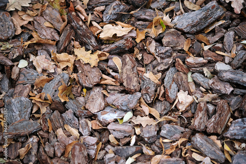 Coniferous mulch of brown color in park in autumn. natural pine bark, wood chips top view. Decorative materials for the design of flower beds, landscape design. tree bark for flower beds.