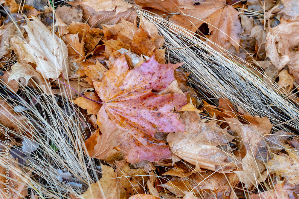 Dry autumn maple leaves lie on the ground among dry grass.