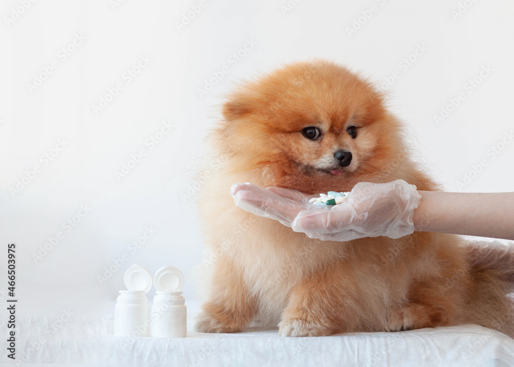 A hand holds out a handful of pills to a small orange-colored pomeranian dog A hand holds out a handful of pills to a small orange-colored pomeranian dog