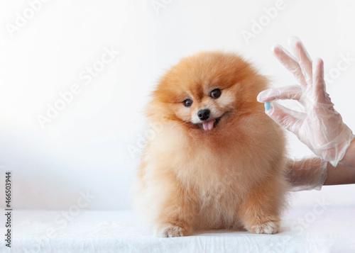 The hand gives a blue pill to a small pomeranian dog of orange color