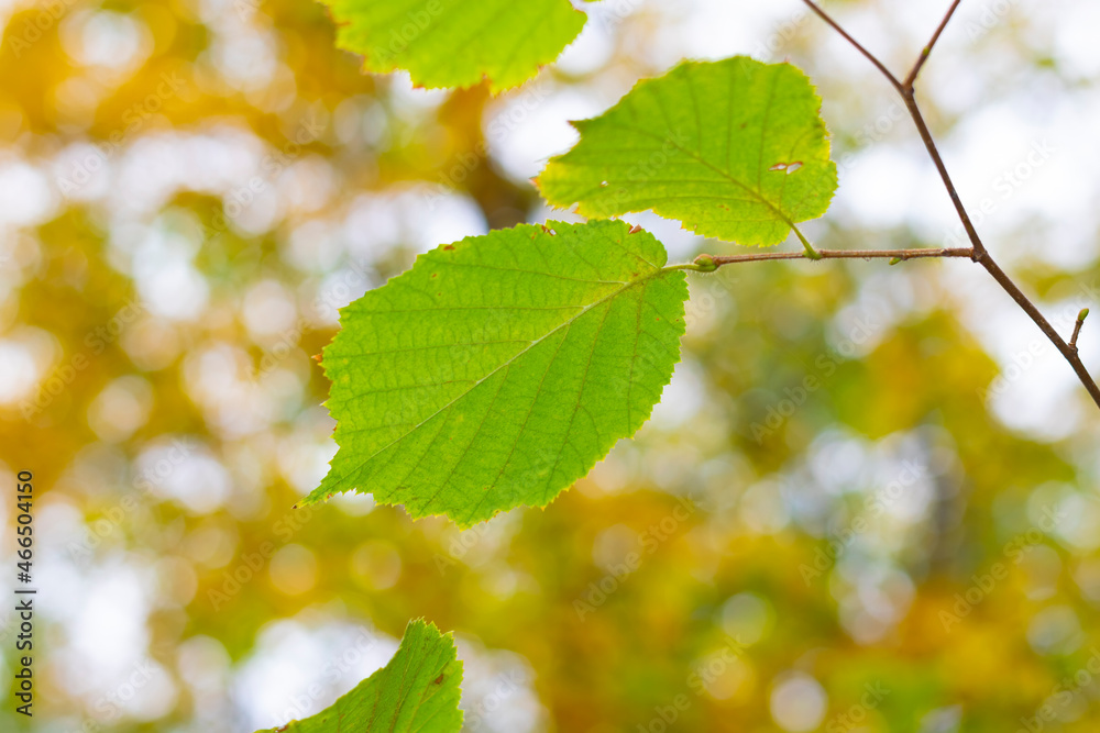 Another green leaf on a tree against the background of blurred autumn yellowed leaves. The background is blurred. Another green leaf on a tree against the background of blurred autumn yellowed leaves. The background is blurred.