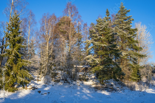 Winter landscape by a forest grove