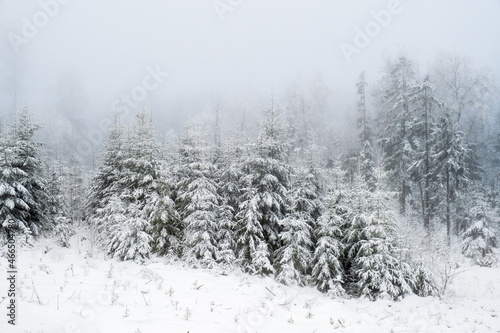 Coniferous forest in fog and snow in winter