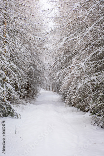 Larch forest with hanging snowy branches over a path