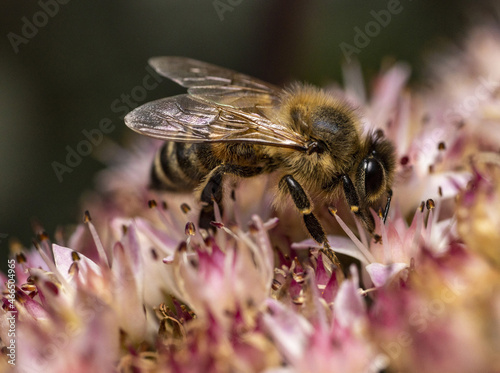 Macro of a bee collecting pollen from flower