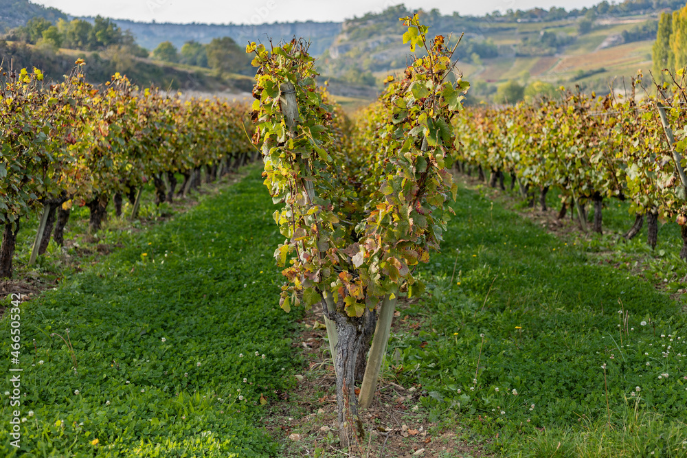 Vine training system Burgundy region