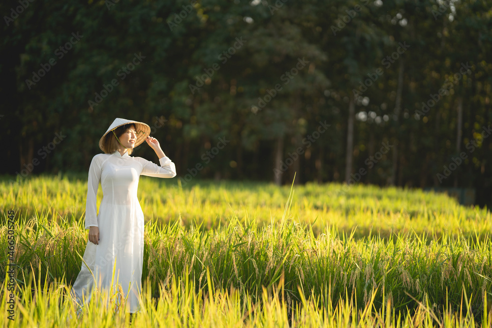 Young Woman Wearing Ao Dai Standing in Rice Paddy Vietnam Young Woman Wearing Ao Dai Standing in Rice Paddy Vietnam