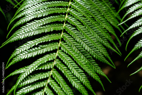 Close-up of shiny green fern leaves