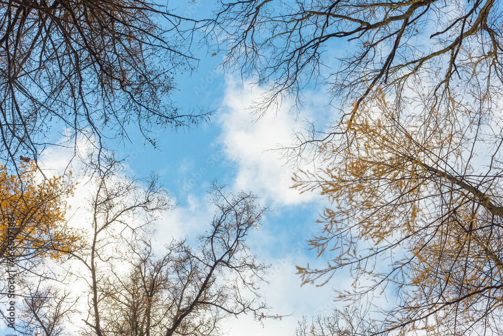 tree tops, bottom-up view, sky through tree branches, leaf fall season, peace and quiet concept tree tops, bottom-up view, sky through tree branches, leaf fall season, peace and quiet concept