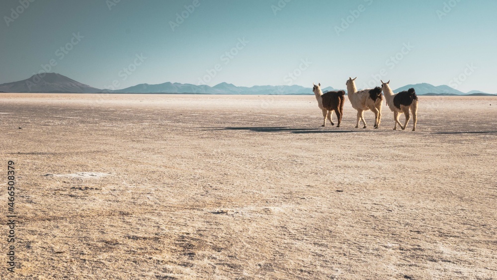 Les lamas, en route pour traverser le salar d'Uyuni