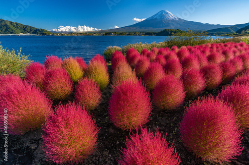 富士山　赤いコキア　河口湖 photo
