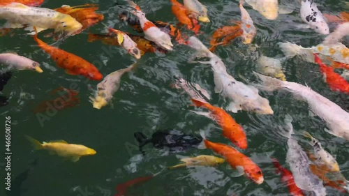 Goldfish koi carps swimming in pond water p1 photo