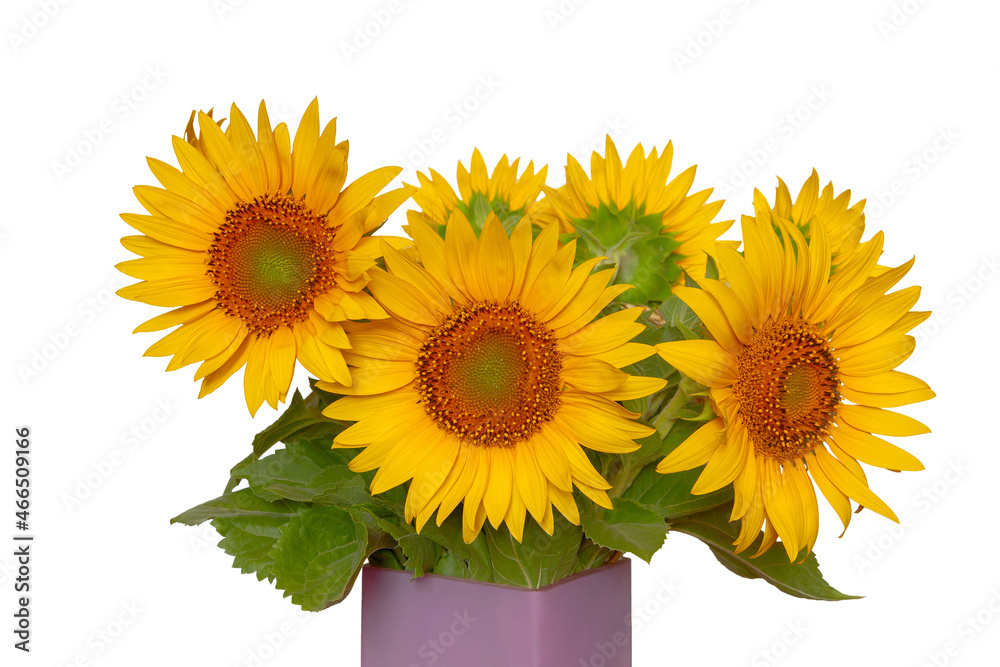 Obraz premium Bouquet of sunflowers isolated on white background