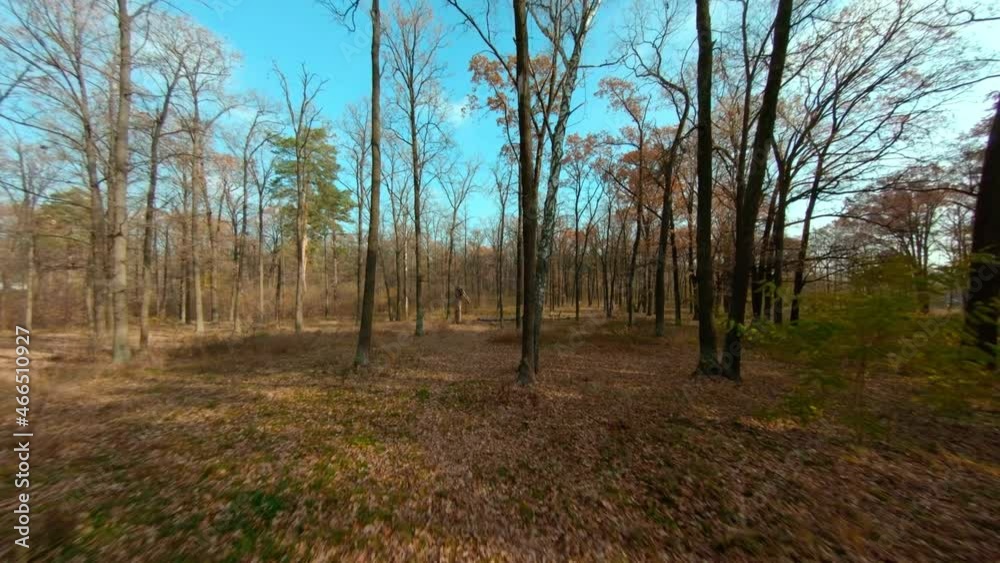 Camera flight through the autumn forest among trees with fallen leaves. Aerial view. Autumn landscape. Natural background. Sunny autumn day Camera flight through the autumn forest among trees with fallen leaves. Aerial view. Autumn landscape. Natural background. Sunny autumn day