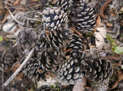 immagine autunnale di grande quantità di pigne nel bosco