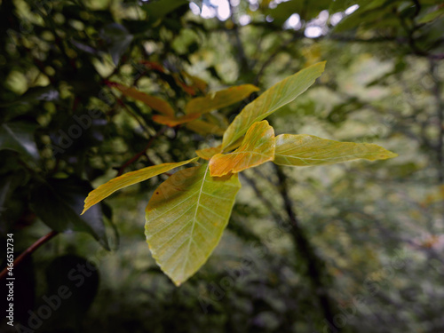 foglie colorate nel bosco autunnale