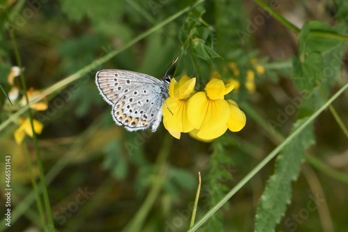 close up of Polyommatinae butterfly on yellow ginesta flower in the woods of the Tuscan Apennines photo