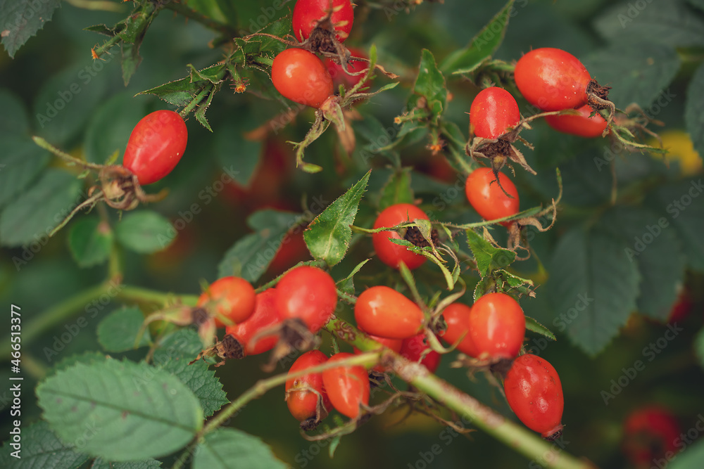 red rose hips close-up on a bush