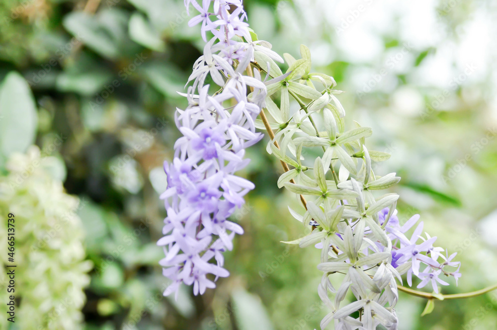 Sandpaper vine, Purple wreath or Queens wreath Sandpaper vine, Purple wreath or Queens wreath
