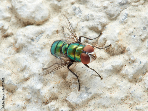 Green fly. Banded Blowfly. Chrysomya albiceps.   photo