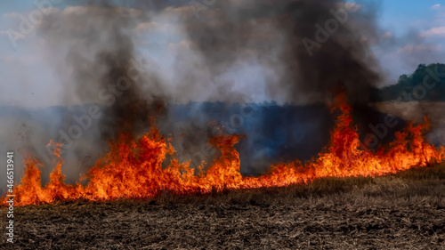 A fire on the stubble of a wheat field after harvesting. Enriching the soil with natural ash fertilizer in the field after harvesting wheat.