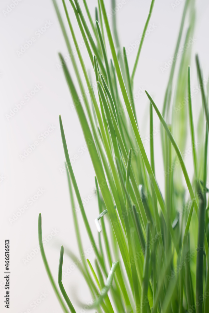 photography of onion feathers, close-up of green grass on a light background photography of onion feathers, close-up of green grass on a light background