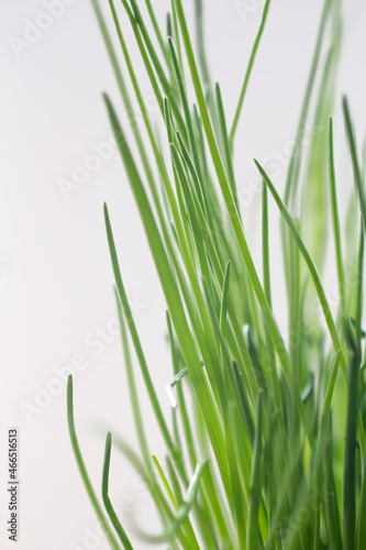 photography of onion feathers, close-up of green grass on a light background