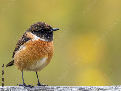 Closeup shot of a small bird