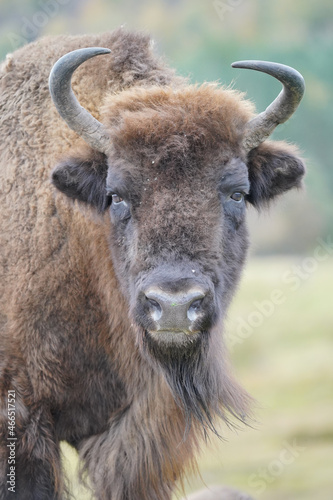 Vertical shot of a bison in Highland Wildlife Park, Kincraig, Kingussie, Scotland