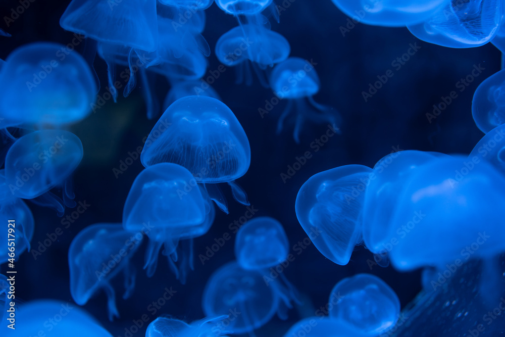 Closeup of Sea Moon jellyfish translucent blue light color and dark background. Closeup of Sea Moon jellyfish translucent blue light color and dark background.