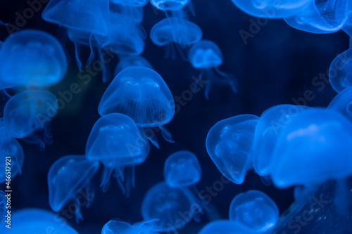 Closeup of Sea Moon jellyfish translucent blue light color and dark background. © loveyousomuch
