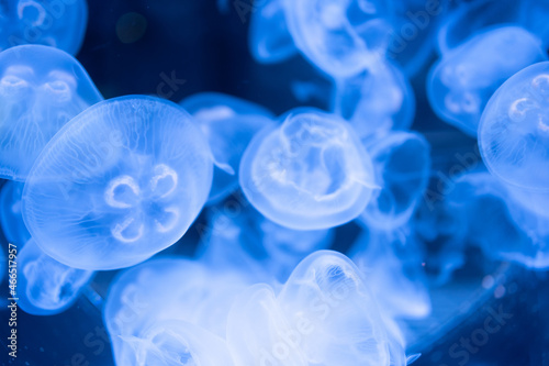 Sea Moon jellyfish translucent blue light color and dark background. © loveyousomuch