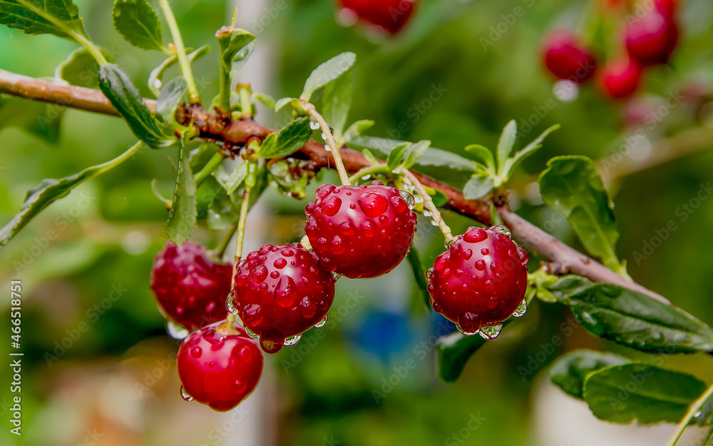 Ripe juicy red cherry with water drops on a branch