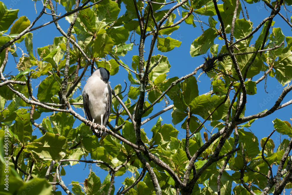 Sea gull, isolated on the tree