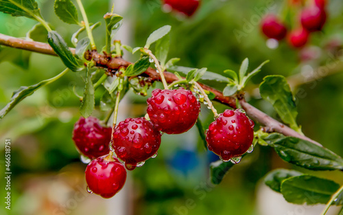 Ripe juicy red cherry with water drops on a branch