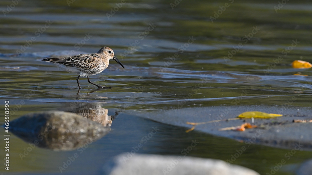 Piovanello pancianera, limicolo migratore, in pausa sul fiume in cerca di cibo, in settembre Piovanello pancianera, limicolo migratore, in pausa sul fiume in cerca di cibo, in settembre
